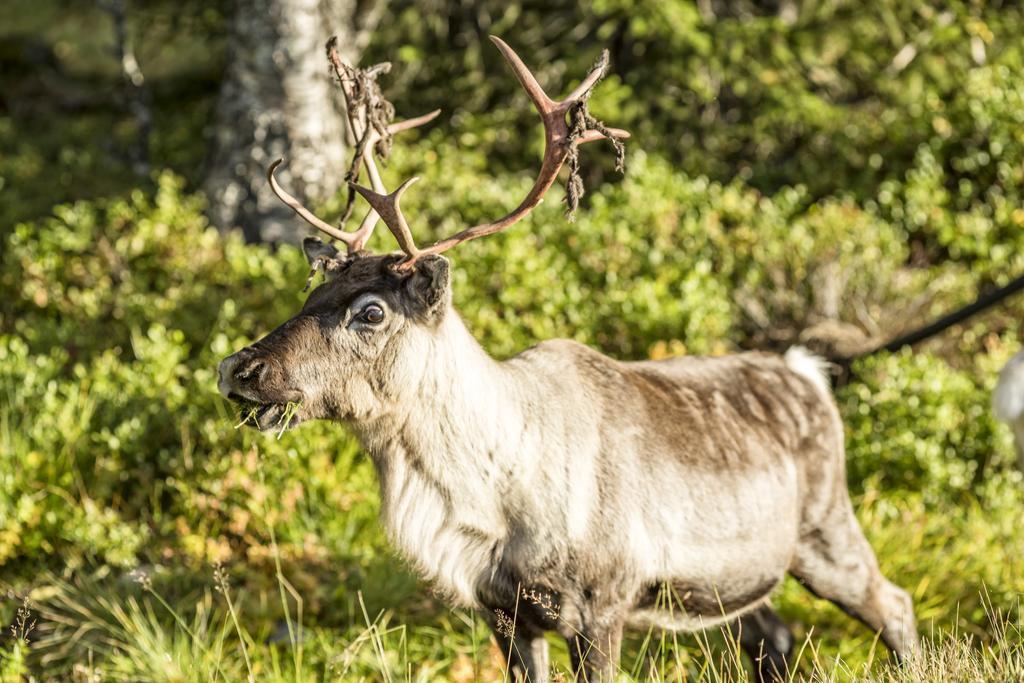 Storsaetra Fjaellhotell Grövelsjön Bagian luar foto